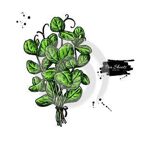 Pea shoots bunch vector. Vegetable illustration of baby plant with leaves.
