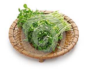 Pea shoots, chinese vegetable