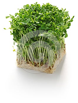 Pea shoots, chinese vegetable