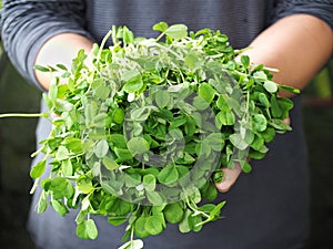 Pea shoots photo