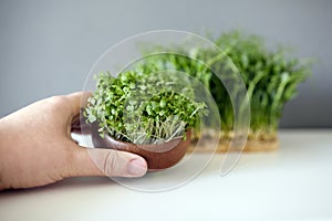 Pea shoots and hand with arugula shoots in wooden bowl, microgreen sprouts on white table on gray wall background