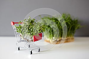 Pea shoots and shopping cart with arugula microgreen sprouts on white table on gray wall background