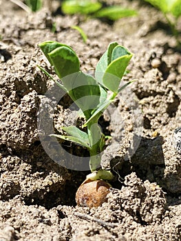 Pea sprout in the soil.  Image of germinate