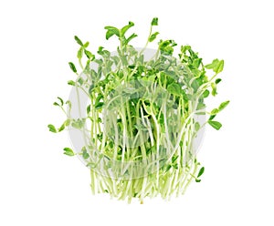 Pea Sprouts