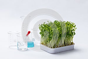 Pea sprouts near glass beakers with toxic substances in them isolated on a white background