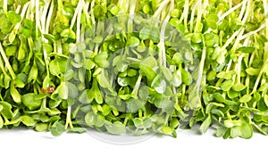 Pea Sprouts Vegetables Frame.