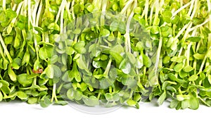 Pea Sprouts Vegetables Frame.