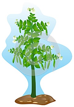 Pea tree with flower and fruit vector drawing isolated white background