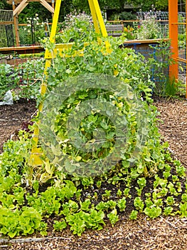 Pea trellis in vegetable garden