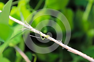 A pea vine curling around a string