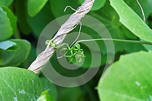 A pea vine curling around a string