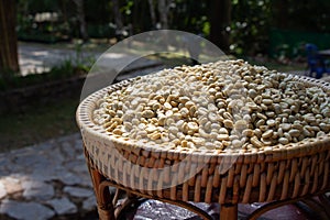 Peaberry Arabica Coffee Bean Drying in the sun at Chiangrai Thailand