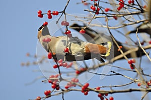 Peace bird