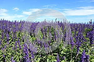 Peace blooming lavender farm under nice sky