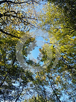 Peace Blue Reticular Forest photo