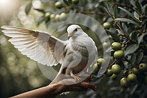 A peace dove carrying an olive branch as a sign of peace