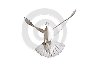 Peace dove flying isolated on white