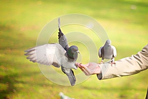 Peace Doves flying on hand