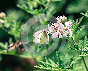 Peace In The Garden