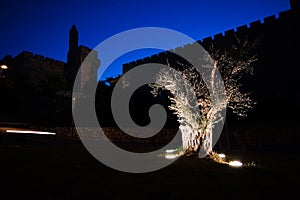 Peace in Jerusalem - Old city walls with Olive tree at dawn, Jerusalem