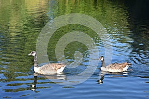 Peace By The Lake V