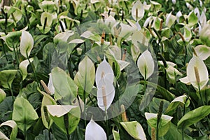 Peace lilies blooming in the garden, Peace Lily, Sail Plant, Spathe Flower