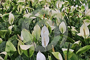 Peace lilies blooming in the garden, Peace Lily, Sail Plant, Spathe Flower photo