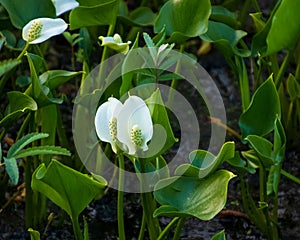 Peace lilies growing in a marsh in the wilderness of the Northwoods of Hayward, WI