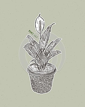 Peace lilies. Hand draw sketch vector