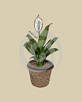 Peace lilies. Hand draw sketch vector