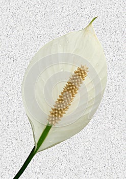 Close up view of one Peace lily