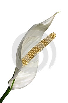 Peace lilly on white background