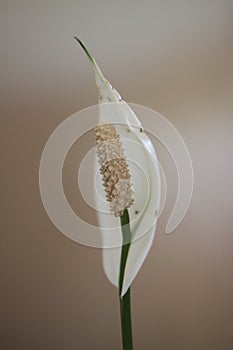 Peace lily 0516