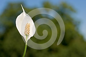 Peace lily