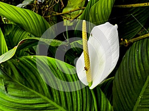 Peace Lily