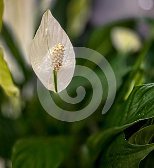 Peace lily