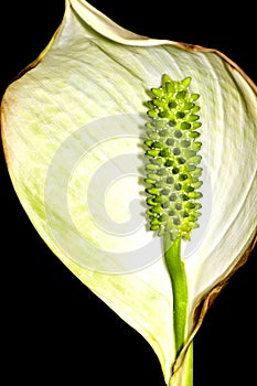 Peace lily