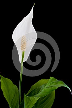 Peace Lily