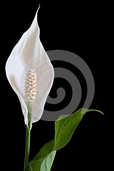 Peace Lily