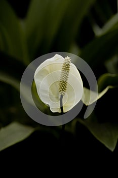 Peace Lily as an indoor plant and well known for its air-purifying abilities as a houseplant