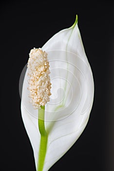 Peace Lily on Black