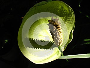 Peace lily on black photo
