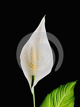 Peace lily on black background, vertical.