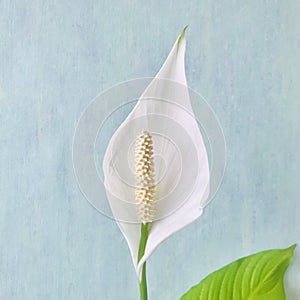 Peace lily on blue texture background, square.