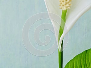 Peace lily on blue water color background. the peduncle of the peace lily.