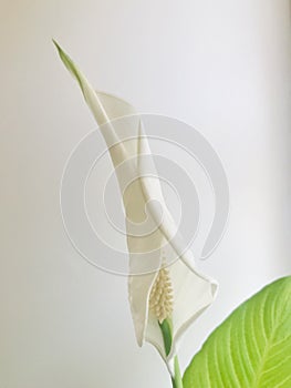 Peace lily budding on off white background, vertical.
