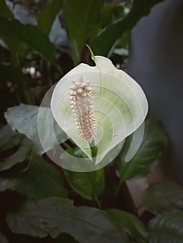 Peace Lily, closeup of white araceae flowers in bloom exotic beautiful, monocotyledonous flowers.