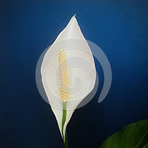 Peace lily on dark blue background