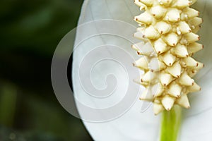 Peace lily