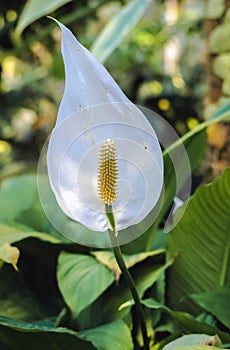 Peace lily flower